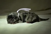Sweet Tea , a female Pug for sale in Palm Coast, FL – 3 of 5