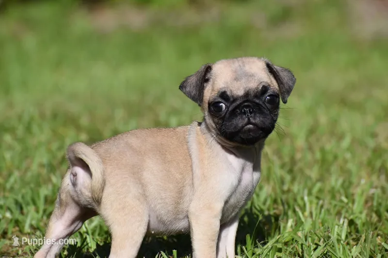 Sugar Plum  – Pug puppy for sale in Palm Coast, FL