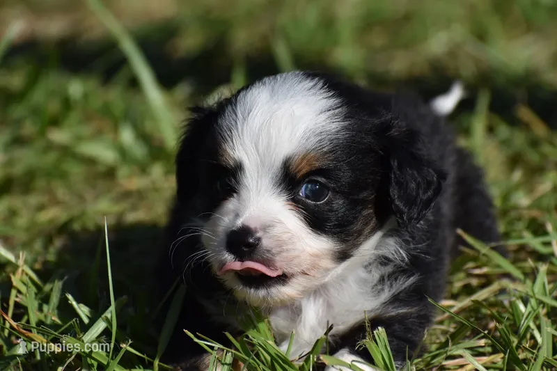 Dally  – Toy Australian Shepherd puppy for sale in Palm Coast, FL