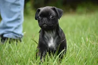 Hive, a male Pug for sale in Palm Coast, FL – 2 of 9