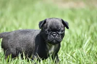 Hive, a male Pug for sale in Palm Coast, FL – 2 of 7