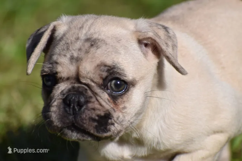 Maple  – Pug puppy for sale in Palm Coast, FL