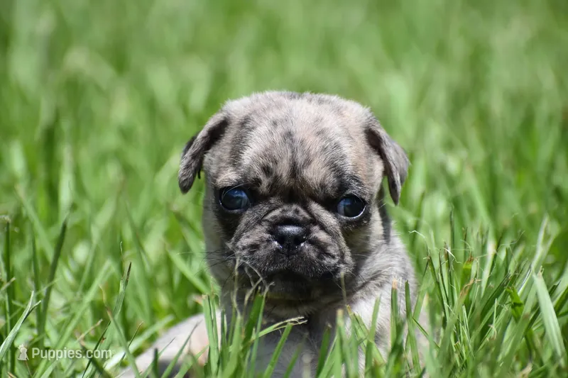 Buzz – Pug puppy for sale in Palm Coast, FL