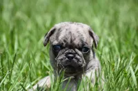 Buzz, a male Pug for sale in Palm Coast, FL – 1 of 6
