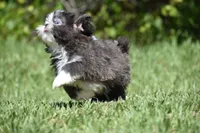 Horton , a male Shih Tzu for sale in Palm Coast, FL – 6 of 8