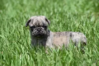 Buzz, a male Pug for sale in Palm Coast, FL – 5 of 6