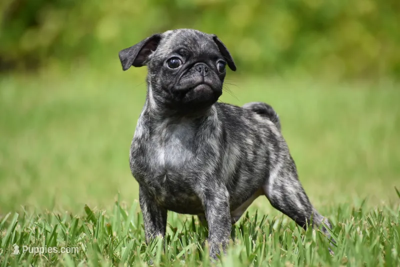 Butterbean – Pug puppy for sale in Palm Coast, FL