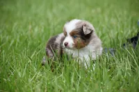 Luna, a female Toy Australian Shepherd for sale in Palm Coast, FL – 8 of 9