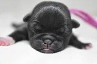 Sugar Pie, a female Pug for sale in Palm Coast, FL – 5 of 5