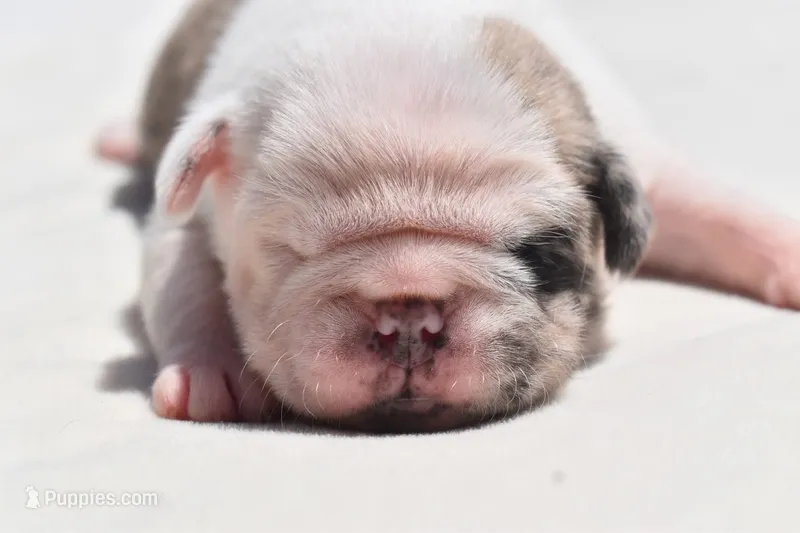Honey Comb  – Pug puppy for sale in Palm Coast, FL