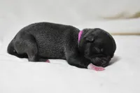 Sugar Pie, a female Pug for sale in Palm Coast, FL – 3 of 5