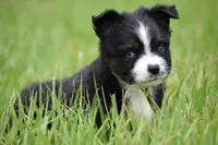 Atlas, a male Toy Australian Shepherd for sale in Palm Coast, FL – 4 of 8