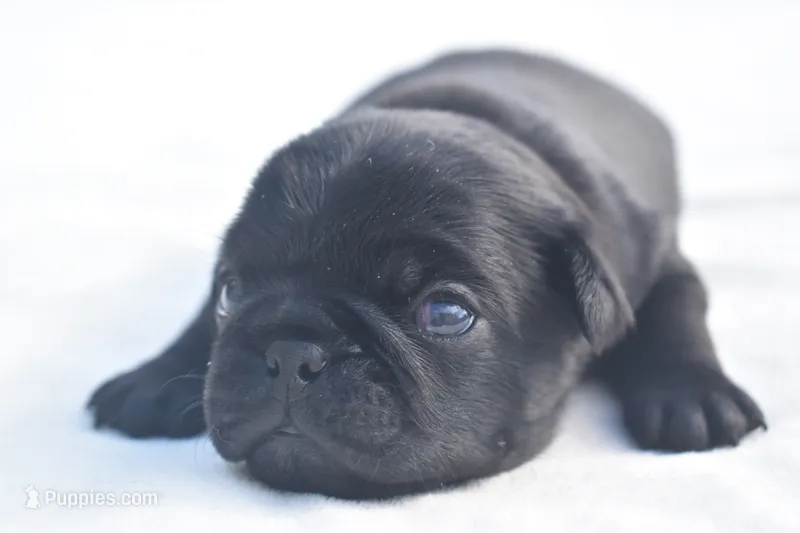 Pumpkin – Pug puppy for sale in Palm Coast, FL