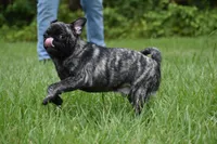 Butterbean, a male Pug for sale in Palm Coast, FL – 4 of 8