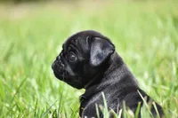 Daphne, a female Pug for sale in Palm Coast, FL – 6 of 6