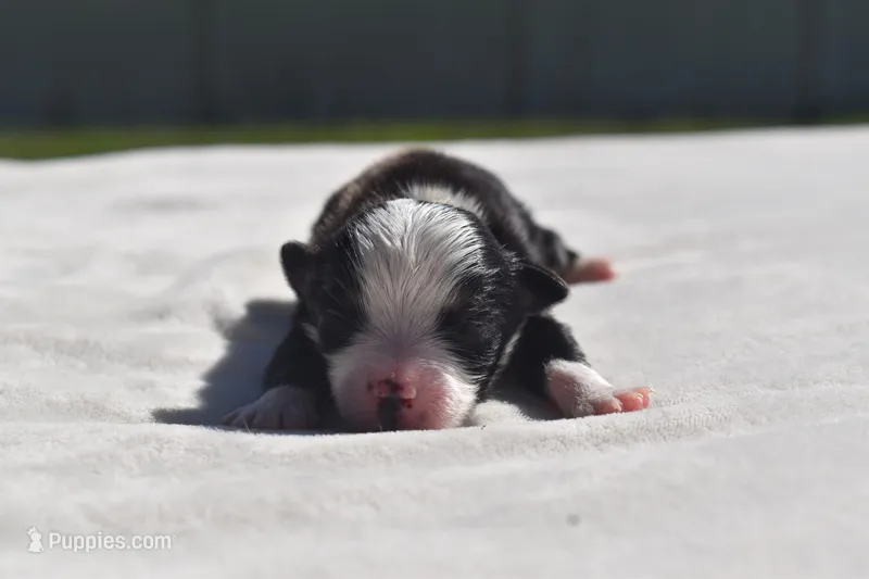 Dally  – Toy Australian Shepherd puppy for sale in Palm Coast, FL