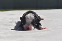 Dally , a male Toy Australian Shepherd for sale in Palm Coast, FL – 1 of 3