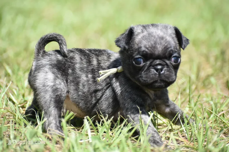 Butterbean – Pug puppy for sale in Palm Coast, FL