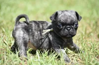 Butterbean, a male Pug for sale in Palm Coast, FL – 1 of 5
