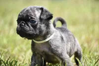 Butterbean, a male Pug for sale in Palm Coast, FL – 5 of 5