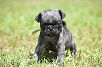Butterbean, a male Pug for sale in Palm Coast, FL – 4 of 5