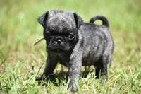 Butterbean, a male Pug for sale in Palm Coast, FL – 3 of 5