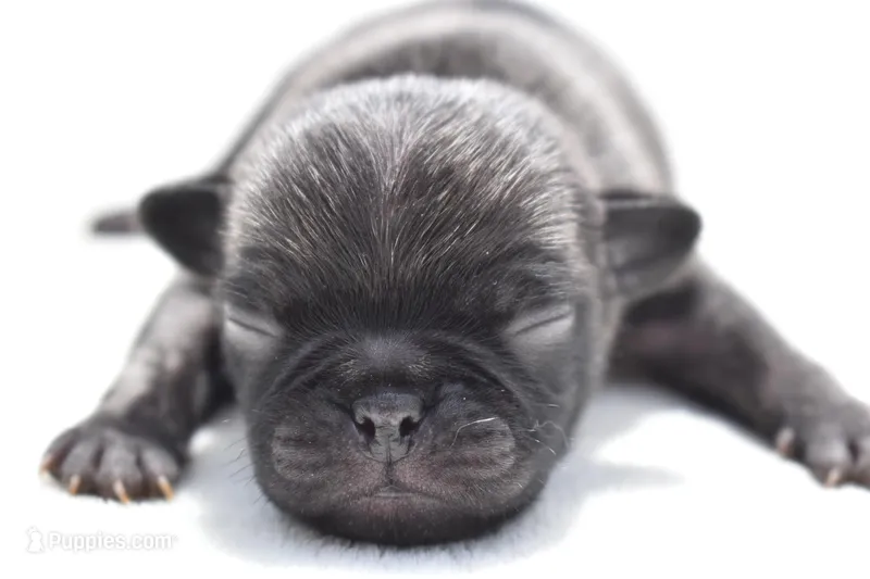 Butterbean – Pug puppy for sale in Palm Coast, FL