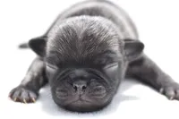 Butterbean, a male Pug for sale in Palm Coast, FL – Photo 1 of 3