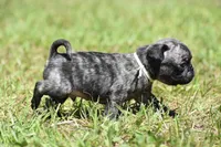 Butterbean, a male Pug for sale in Palm Coast, FL – 2 of 5