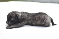 Butterbean, a male Pug for sale in Palm Coast, FL – Photo 2 of 3