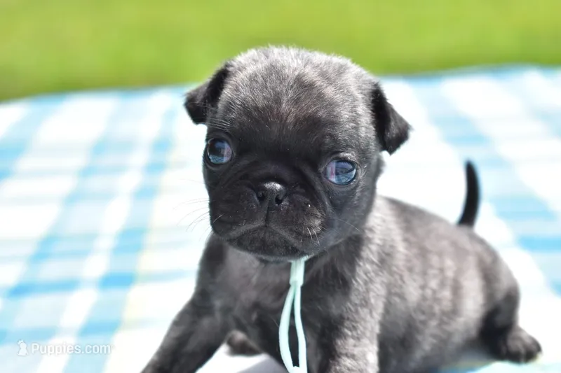 Butterbean – Pug puppy for sale in Palm Coast, FL