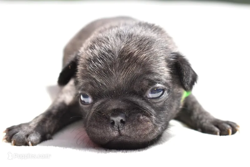 Butterbean – Pug puppy for sale in Palm Coast, FL