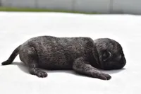 Butterbean, a male Pug for sale in Palm Coast, FL – Photo 3 of 3