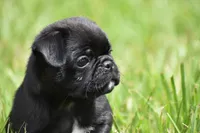 Scooby , a male Pug for sale in Palm Coast, FL – 4 of 5