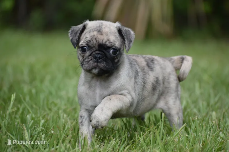 Bumble  – Pug puppy for sale in Palm Coast, FL