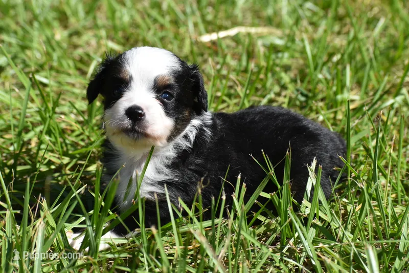 Dally  – Toy Australian Shepherd puppy for sale in Palm Coast, FL