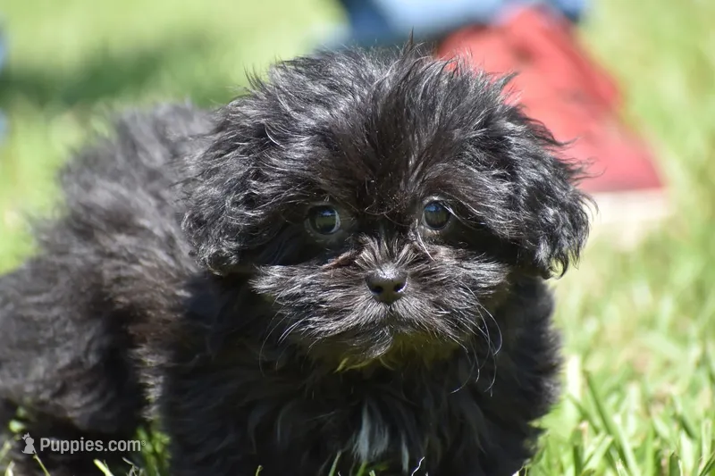 Paddy  – Shih Tzu, Toy Australian Shepherd puppy for sale in Palm Coast, FL