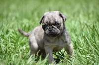 Buzz, a male Pug for sale in Palm Coast, FL – 4 of 6