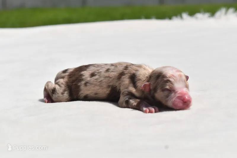 Luna  – Toy Australian Shepherd puppy for sale in Palm Coast, FL