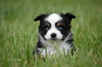 Orion, a male Toy Australian Shepherd for sale in Palm Coast, FL – 6 of 7