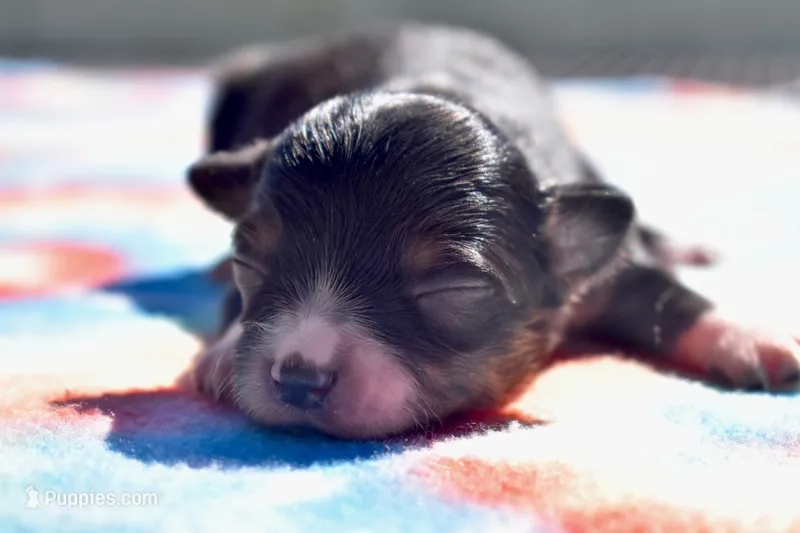 Pocus  – Toy Australian Shepherd puppy for sale in Palm Coast, FL