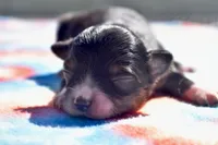 Pocus , a male Toy Australian Shepherd for sale in Palm Coast, FL – 1 of 5