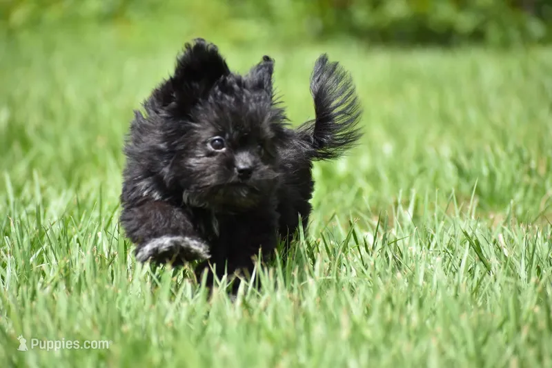 Paddy  – Shih Tzu, Toy Australian Shepherd puppy for sale in Palm Coast, FL