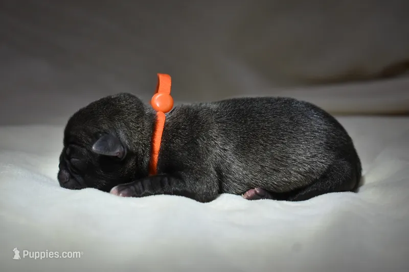 Dumplin – Pug puppy for sale in Palm Coast, FL