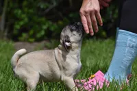Toffee Crunch, a male Pug for sale in Palm Coast, FL – 3 of 9