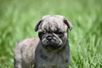 Buzz, a male Pug for sale in Palm Coast, FL – 2 of 6
