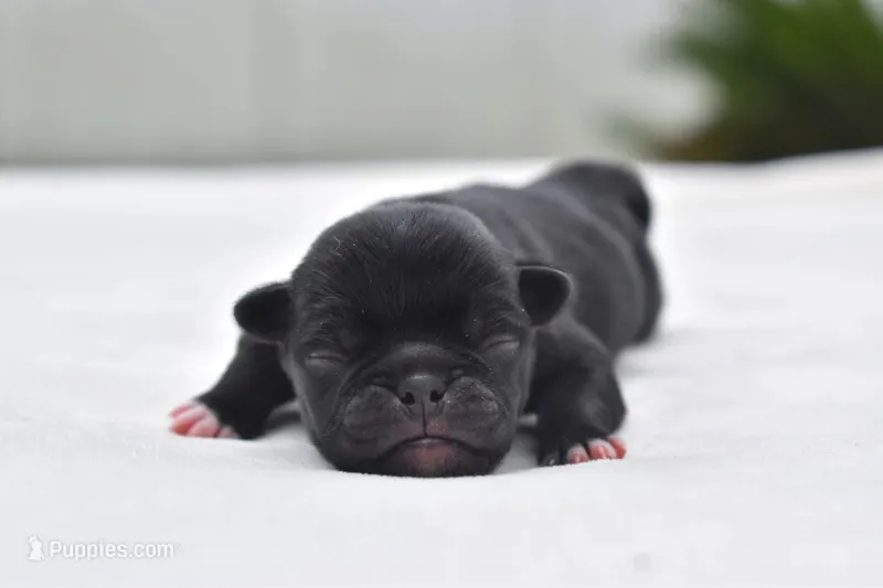 Scooby  – Pug puppy for sale in Palm Coast, FL