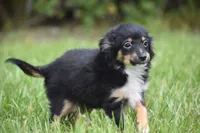 Peanut Butter , a male Toy Australian Shepherd for sale in Palm Coast, FL – 6 of 7