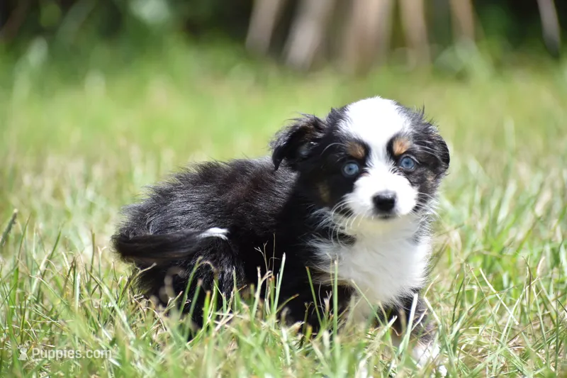 Orion – Toy Australian Shepherd puppy for sale in Palm Coast, FL