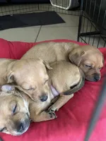 Spike, a male Dachshund and Chihuahua for sale in Tampa, FL – 5 of 5
